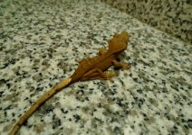 gecko4 pic3.jpg