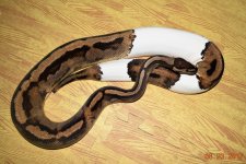 pied fem.jpg