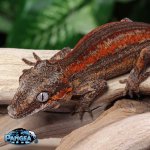 gargoyle-gecko-Fs67T.jpg