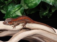 gargoyle-gecko-for-sale.jpg