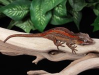 gargoyle-gecko-Fs67.jpg