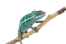 Canvas-Chameleons---Panther-Chameleon-(2-of-3).jpg Canvas-Chameleons---Panther-Chameleon-(2-of-3).jpg