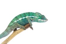 Canvas-Chameleons---Panther-Chameleon-(1-of-3).jpg Canvas-Chameleons---Panther-Chameleon-(1-of-3).jpg