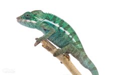 Canvas-Chameleons---Panther-Chameleon-(3-of-3).jpg Canvas-Chameleons---Panther-Chameleon-(3-of-3).jpg