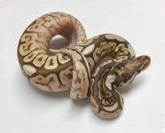 pastel lesser bongo spider het ghost.jpg