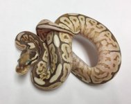 pastel lesser bongo spider het ghost 2.jpg