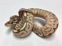 pastel lesser bongo spider het ghost 3.jpg