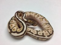 pastel mojave bongo het ghost 2.jpg
