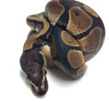 SCALELESS HEAD M02.jpg