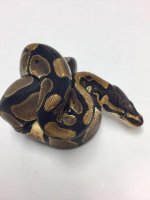 SCALELESS HEAD M02-1.jpg