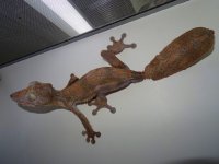Ur giganteus  M GULIAN DSC07485.JPG