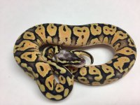 super pastel poss gravel 2.jpg