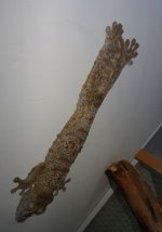 Ur giganteus  F GULI   DSC07469.JPG