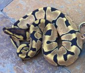 2017 Enchi female 4 July 2017.jpg