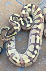 Enchi Lesser Yellowbelly Male x 2.jpg