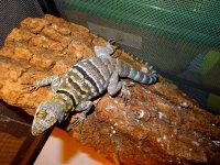 Petrosaur thalas F #2 birt 2015 DSC08132 (1).JPG