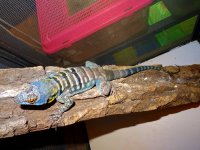 Petrosaur thalas M #2 birth 2015 DSC08129 (1).JPG