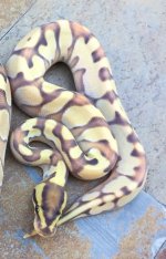 Enchi Lesser YB OD females.jpg