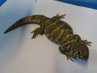 Uromast ornata juv M#2 16-18 cmDSC09270 (6).JPG