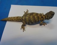 Uromast ornata juv F#2 16-18 cmDSC09276 (2).JPG