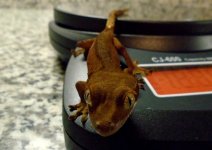 gecko6 pic1.jpg