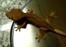 gecko6 pic2.jpg