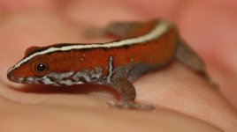 Head Shot Side Shot Gonatodes vittatus for posting.jpg