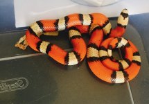 IMG_3606.jpg