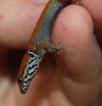 Head Shot Gonatodes Vittatus for Posting.jpg