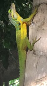 Anolis bimaculatus male 2.jpg