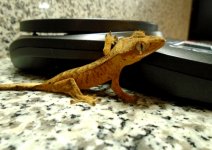 gecko5 pic1.jpg