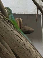 Anolis bimaculatus male.jpg