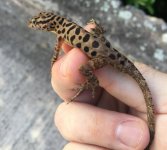 A sabanus male.jpg