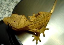 gecko5 pic2.jpg