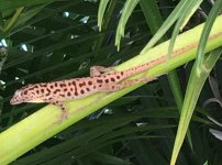 A sabanus male 2.jpg
