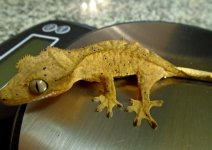gecko5 pic3.jpg