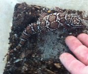 Hemidactylus triedrus Male.jpg