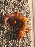 IMG_3526.jpg