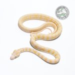 Darwin Albino 04516 (1 of 1).jpg