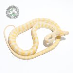 Darwin Albino 05716.jpg
