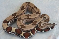 Suriname Male HB Photo 1.jpg