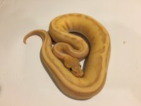 BananPastelGstripe.jpg