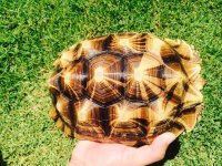 TigerSulcata2.jpg