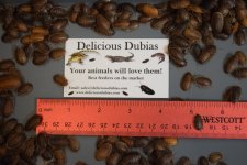 Dubia Roaches for sale (Sm-Med).jpeg