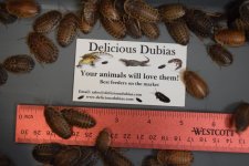 Dubia Roaches for sale (Lg-XLg).jpeg