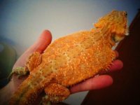 thumbnail_DSC00858.jpg