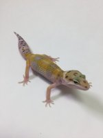 w:y pos het raptor.jpg