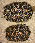 both star torts  sm.JPG