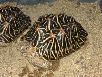 large female start small.JPG
