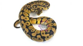 PasHetAlbR1G1Female2017(2).jpg